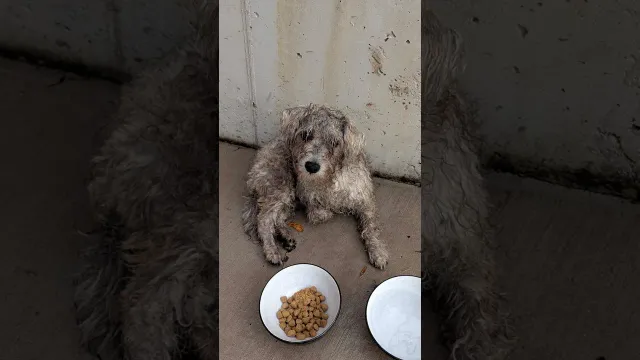 Dog Who Mysteriously Couldn't Walk Starts Running Once He Finds A Family | The Dodo