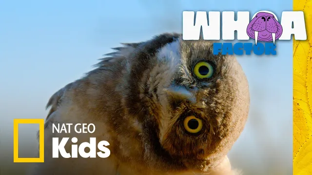 Battle of the Birds: Eagles vs. Hawks vs. Owls | Whoa Factor | Nat Geo Kids