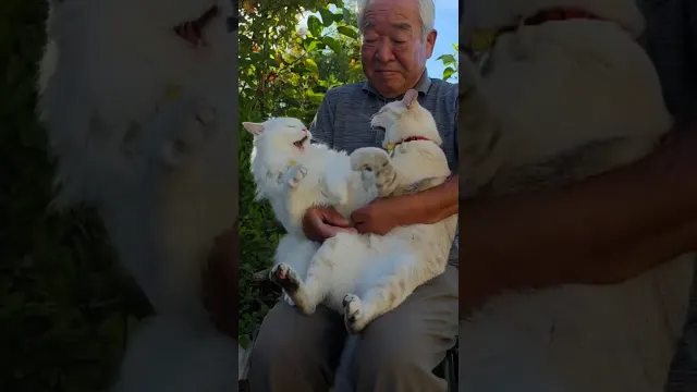 Grandpa Keeps Sweet Tradition Going With Two Very Unimpressed Cats | The Dodo