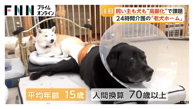 飼い主も犬も“高齢化　”シニア犬を24時間体制で介護　お散歩も「ゆっくり」【特集】