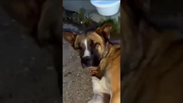 Woman Sees Nextdoor Post About Dog Who’d “Given Up” And Rushes To Help | The Dodo
