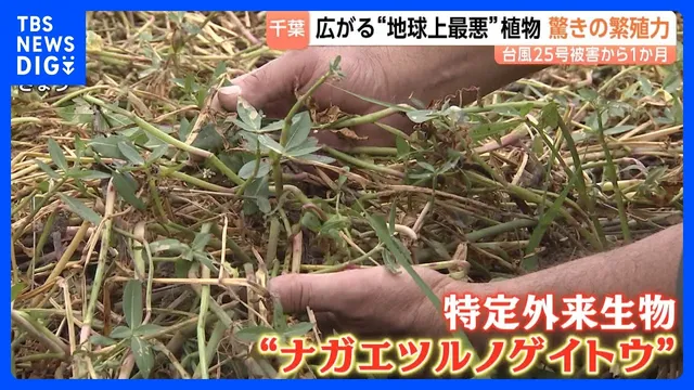 台風25号被害から1か月「田んぼとして使えなくなる」堤防決壊の千葉・印旛沼周辺で“地球上最悪の侵略的植物”が繁殖｜TBS NEWS DIG