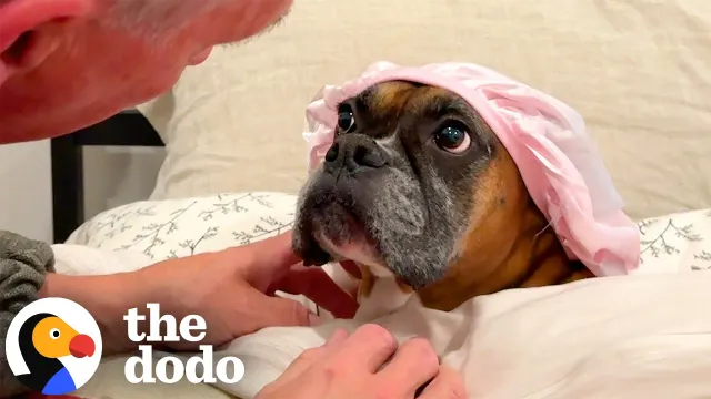 Grandpa Gives His Boxer The Most Elaborate Bedtime Routine | The Dodo