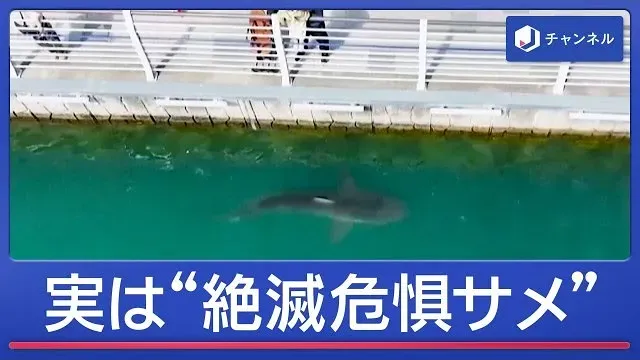 「迷いサメ」見ようと100万人超…実は“絶滅危惧種”ナゼずっといる？　韓国【スーパーJチャンネル】(2026年10月8日)