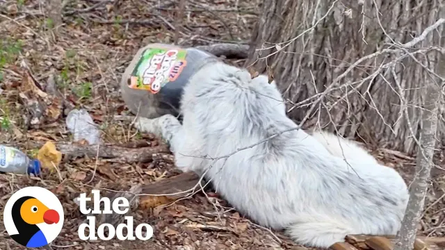 Dog Spends 7 Days Trapped In Jar Before Drone Helps Save Him | The Dodo