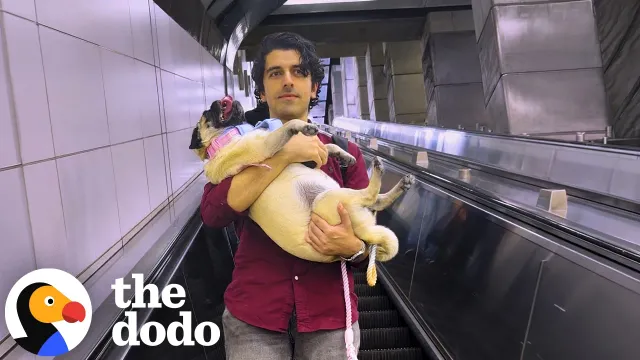 Stubborn Pug Convinces Pet Sitter To Carry Her To A Baseball Game | The Dodo