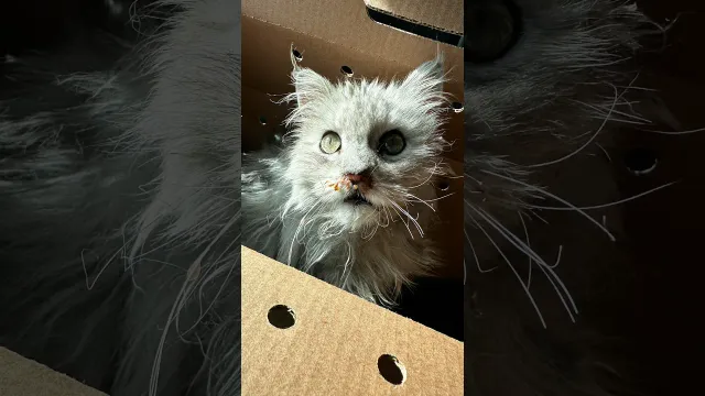 Woman Opens Mystery Box And Finds A Cat Who Needs Help | The Dodo
