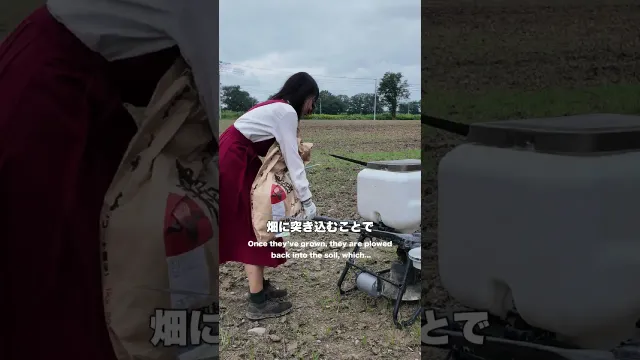 空から燕麦の種を蒔く#djiagriculture