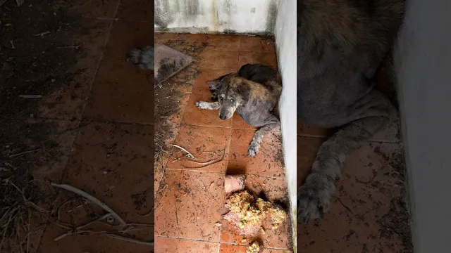 Abandoned Dog Wastes Away Waiting Until Someone Changes His Life | The Dodo
