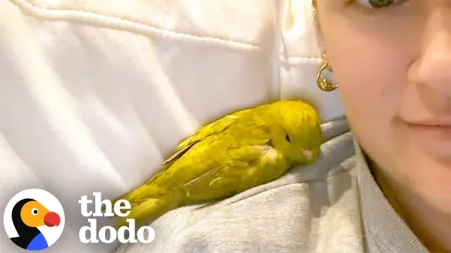 Clingy Parakeet Wants To Be Attached To Her Mom 24/7 | The Dodo