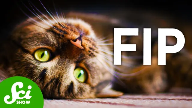 How the Black Market Saved Thousands of Cats