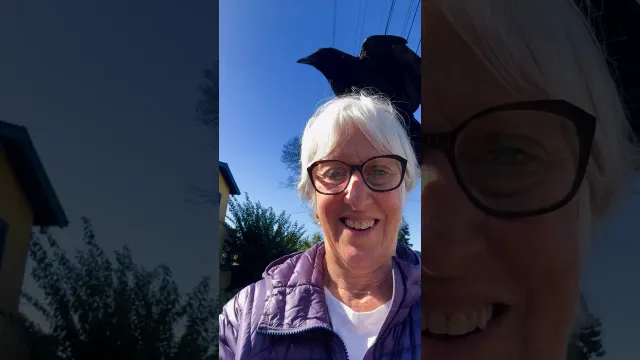 Crows Keep Landing On Woman’s Head And Become Her Best Friends | The Dodo