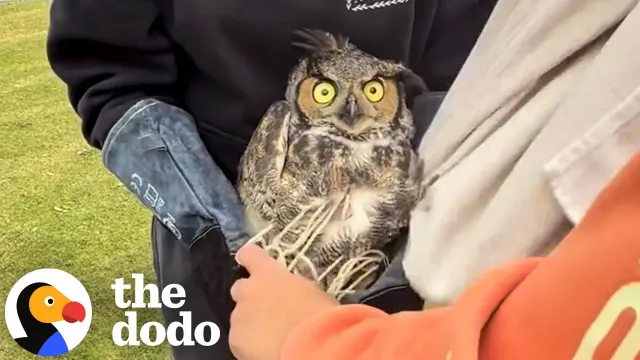 Rescuers Cut Great Horned Owl Free While He Just Watches | The Dodo