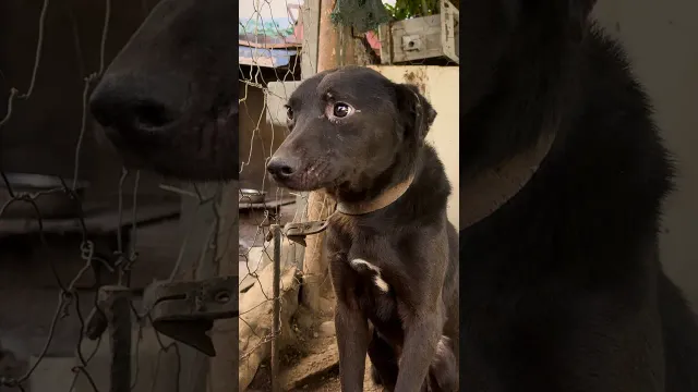 Owners Wanted Their 6-Year-Old Dog Put Down After Replacing Him | The Dodo