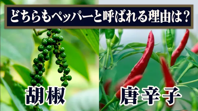 胡椒と唐辛子はなぜ両方ペッパーなのか？