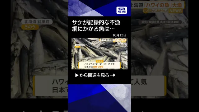 【ニュース】サケ不漁の北海道　代わって“ハワイの魚”シイラ、フグ大漁　海水温上昇が一因か#shorts