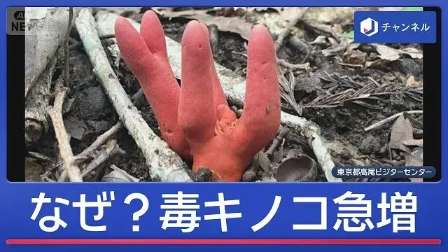 AIでも判別困難…人気観光地に猛毒キノコ急増【スーパーJチャンネル】(2026年10月6日)
