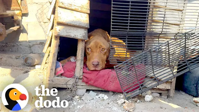 Dog Waits In Her Tiny House For An Owner Who Never Comes Back | The Dodo