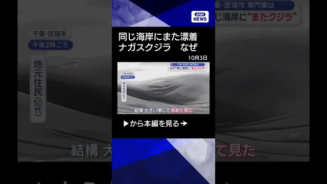 【ニュース】なぜ？同じ海岸に“またクジラ”千葉・匝瑳市　専門家は #shorts