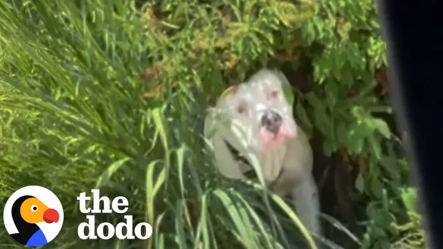 Pittie Found Tied To A Bush Falls In Love With His Foster Family | The Dodo