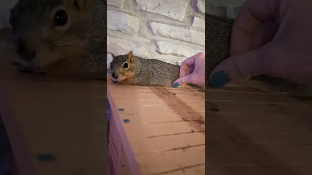 Wild Squirrel Keeps Coming Back To Woman’s House To Have Her Babies | The Dodo