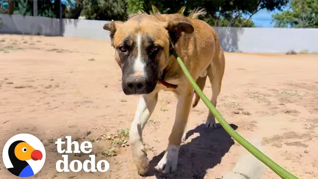 Woman Sees Nextdoor Post About Dog Who’d “Given Up” And Rushes To Help | The Dodo