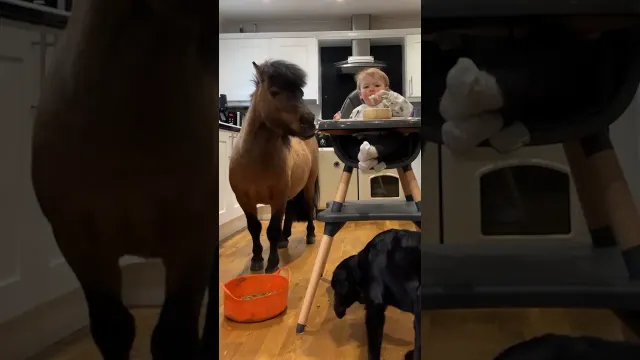 Toddler’s Pony Best Friend Joins Her For Dinner In The Kitchen | The Dodo