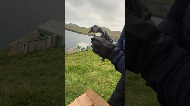 Animal Rescuers Turn Iceland Vacation Into A Baby Puffin Rescue | The Dodo