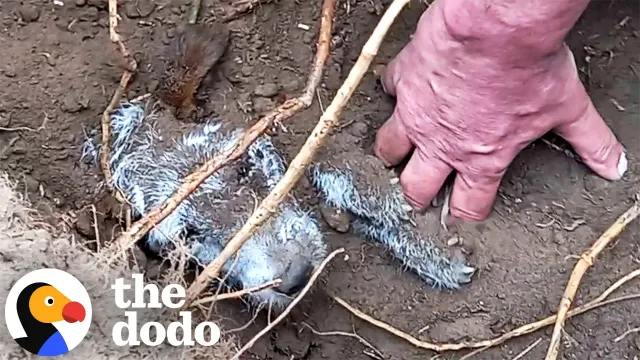 Rescuers Search For Missing Dog And Discover Her 3 Feet Underground | The Dodo