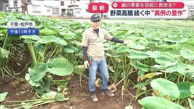 台風遠いのに“神奈川で冠水”　野菜高騰続く中“異例の豊作”も【スーパーJチャンネル】(2026年10月7日)