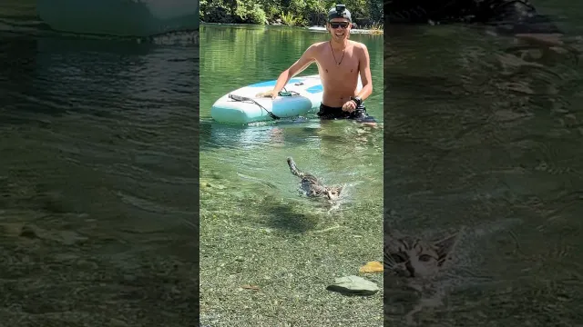 Tiny Cat Loves Swimming Just As Much As Exploring The World | The Dodo