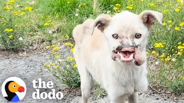 Dog Who Survived Against All Odds Is Ready For A Family | The Dodo