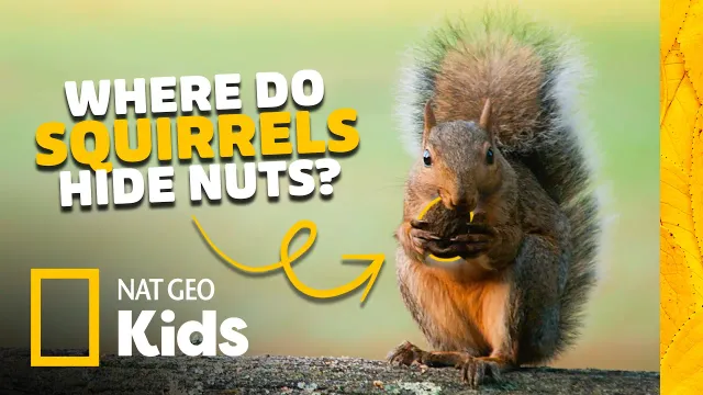 Wild World of Squirrels! 🐿️🌰 Animal Card Quest | Nat Geo Kids