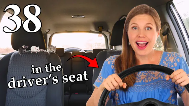 Drive the Bus 🚌 & Fly the Plane ✈️  - Easy English Lesson 38 - Beginner English Class
