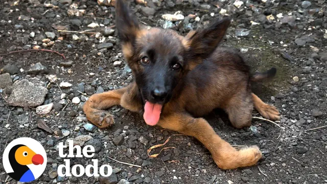 Paralyzed Puppy Learns To Run With Her Brother By Her Side | The Dodo