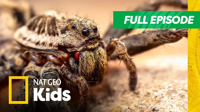 Funny Named Animals are Cute... But Creepy!🤣 | You're Called What?! | Nat Geo Kids